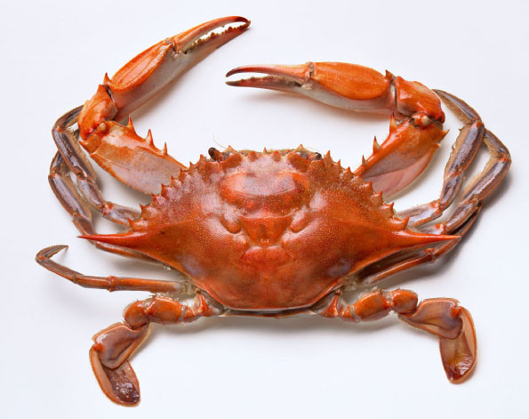 crab whole