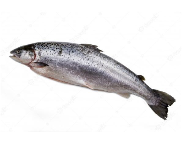 salmon whole 